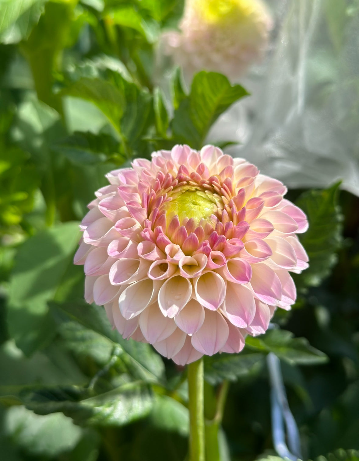 Dahlia Tuber "Grab Bag"