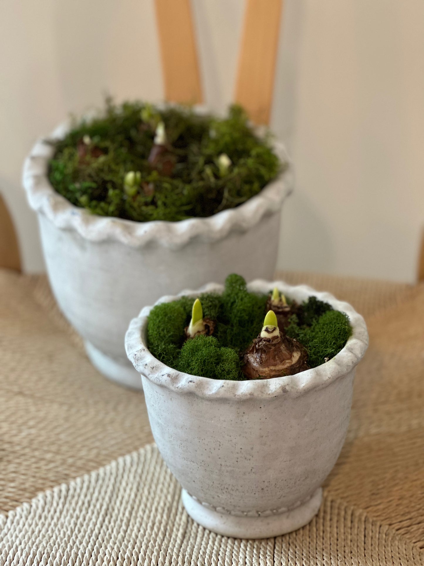 Paperwhite Bulb Garden