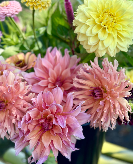 Dahlia Tuber "Grab Bag"