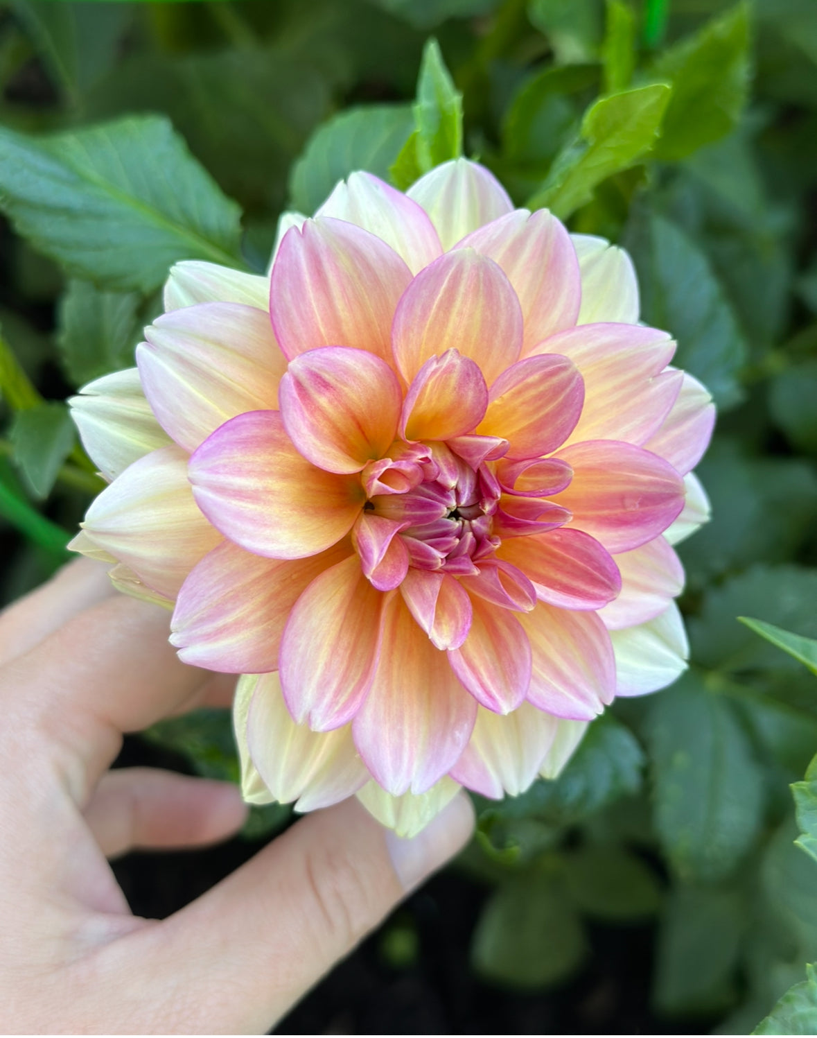 Dahlia Tuber "Grab Bag"