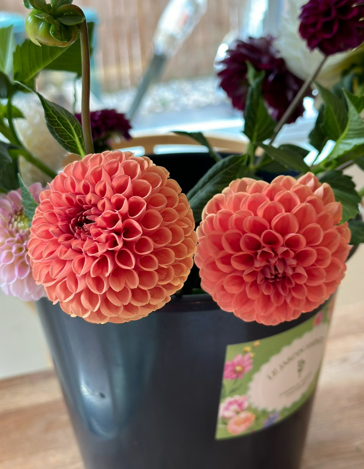 Dahlia Tuber "Grab Bag"