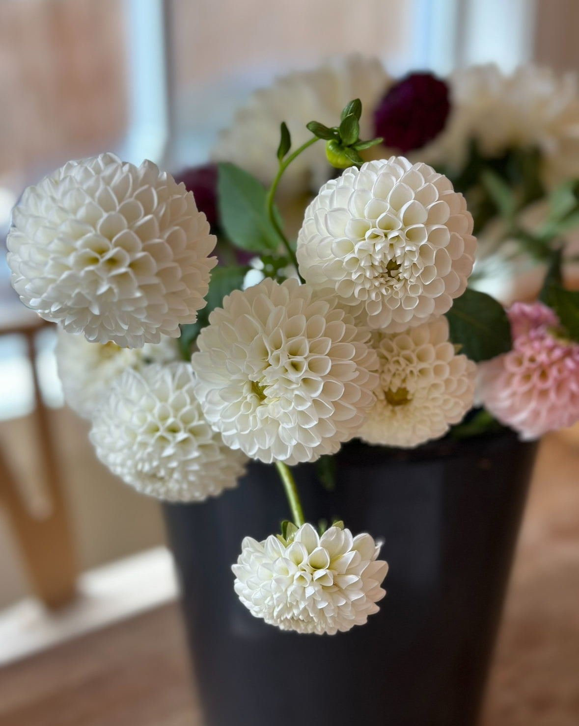 Dahlia Tuber "Grab Bag"
