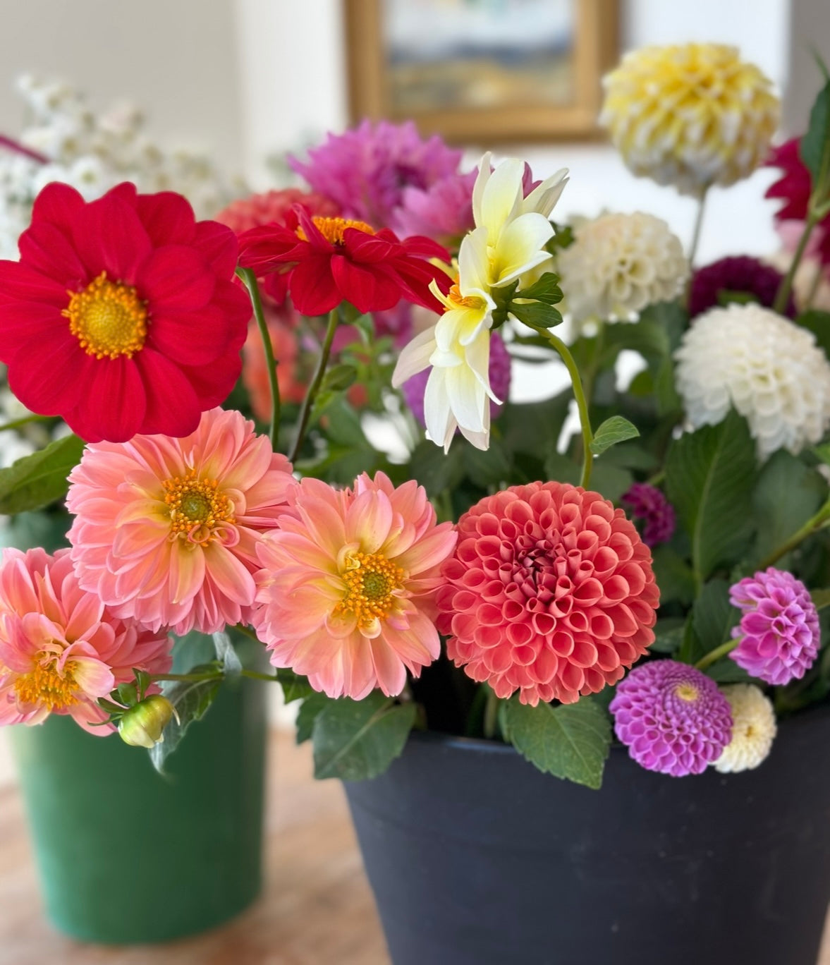 Dahlia Tuber "Grab Bag"