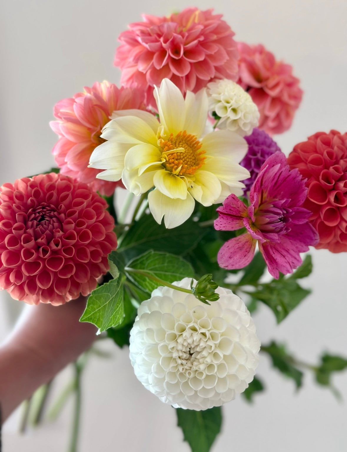 Dahlia Tuber "Grab Bag"