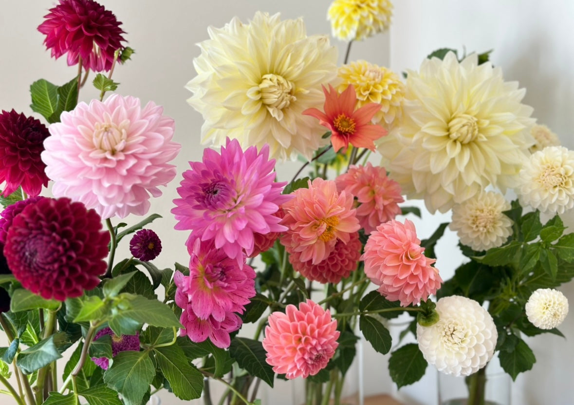 Dahlia Tuber "Grab Bag"