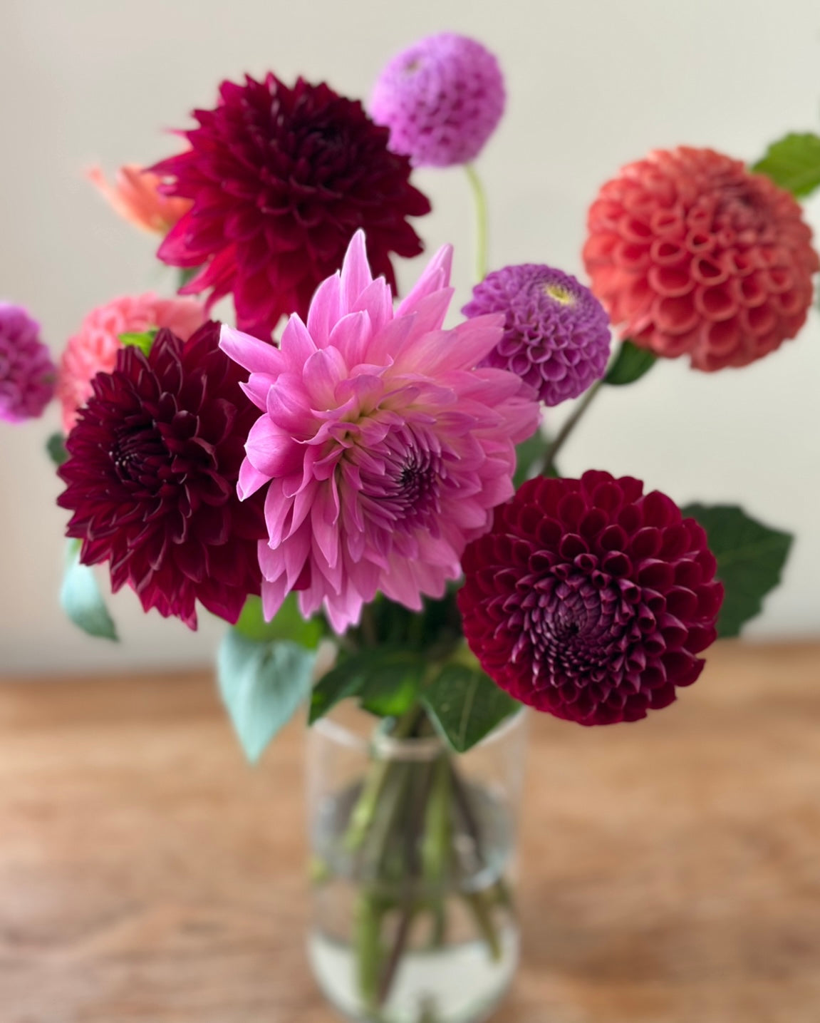 Dahlia Tuber "Grab Bag"