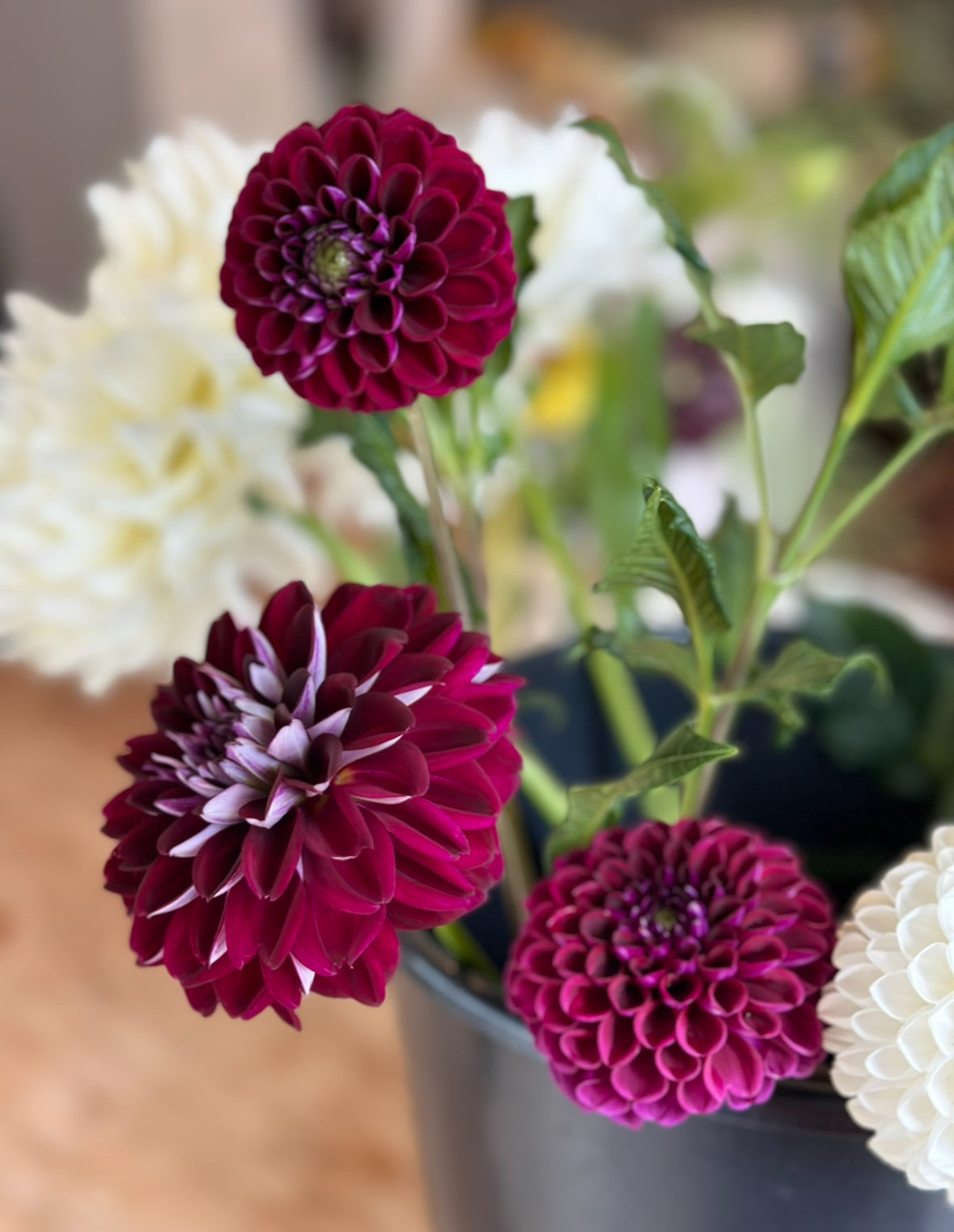 Dahlia Tuber "Grab Bag"