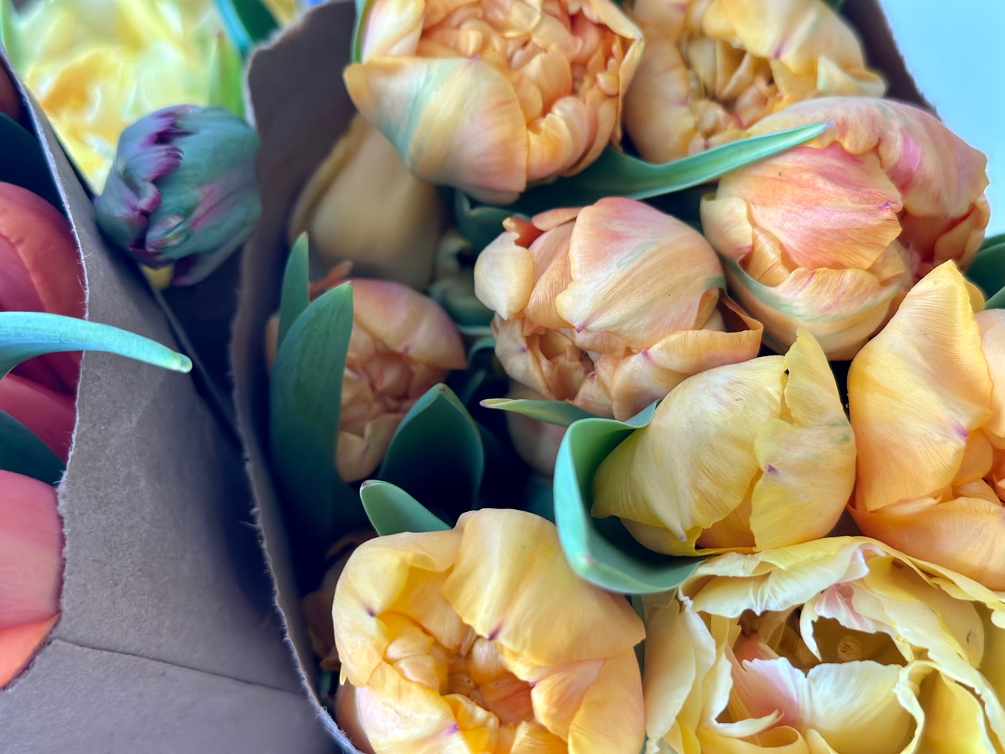 Spring Subscribe 6 Week Spring Subscription (2026) – Le Jardin Harmon